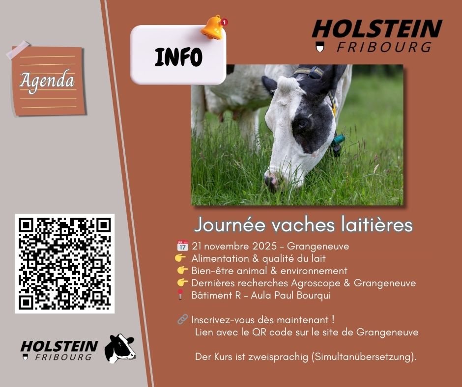 vaches laitières